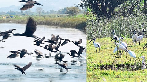 Seagull Flamingo Birds