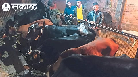 Senior Police Inspector Gajendra Patil and staff of Crime Investigation Team while rescuing the cattle