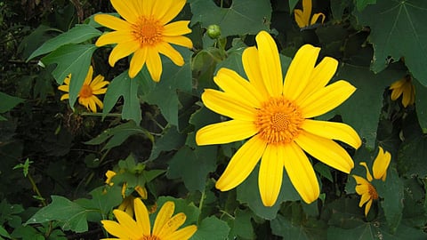Tithonia diversifolia