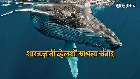 Scientists Talk To Whale