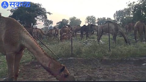 85 camels in custody of police in chopda jalgaon news