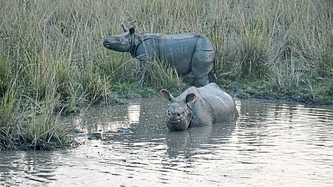 one-horned rhinoceros
