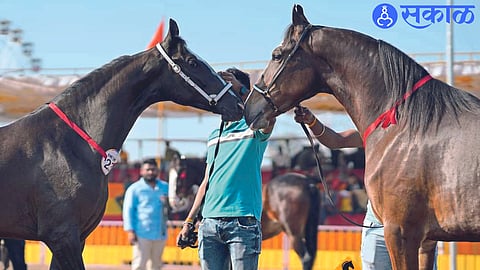 Horses facing each other in a beauty contest.