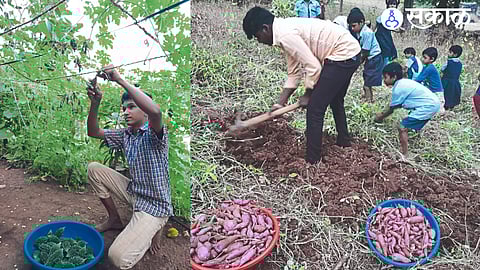 The students of Zilla Parishad School here who are interested in learning agriculture. In the second photo, students cutting the carols in the backyard