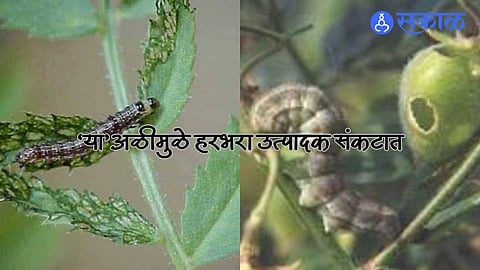 Agriculture: दुष्काळात तेरावा महिना ! अवकाळी पावसामुळे त्रस्त शेतकऱ्यावर आणखी संकट, 'या' अळीमुळे हरभरा उत्पादक संकटात