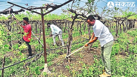 Farmer Balasaheb Sanap and laborers while cutting the vineyard