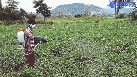 Farmers spraying crops due to outbreak of diseases due to climate change.