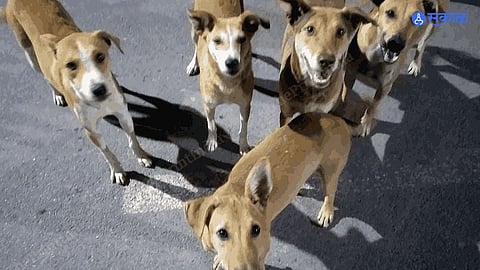 steet dogs mumbai