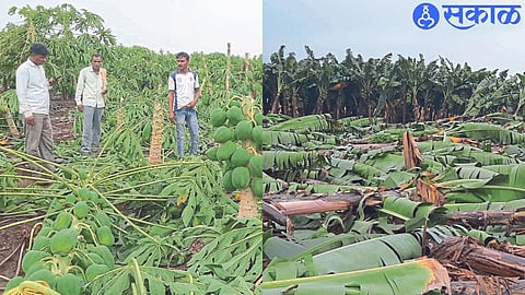 Banana orchards in Kakarda Khurd, Digar, Kondhaval Shiwar of the taluka were washed away due to rain on Thursday. In the second photo, papaya crop and fallen fruit pile.