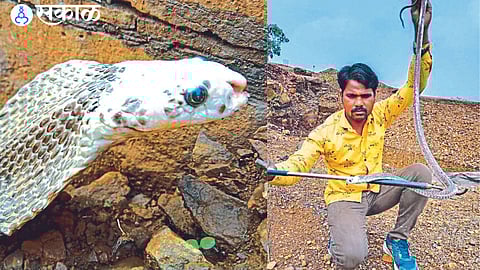 White mouth cobra and snake friend Vijay Barode while rescuing cobra