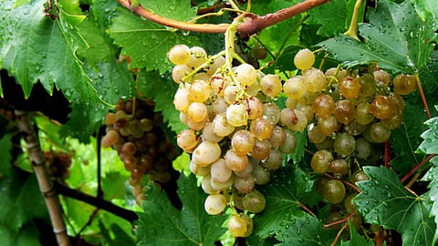 Grape Farming