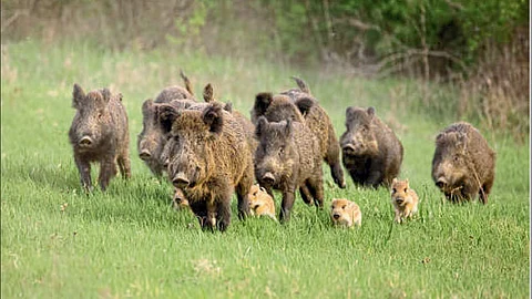 Pig