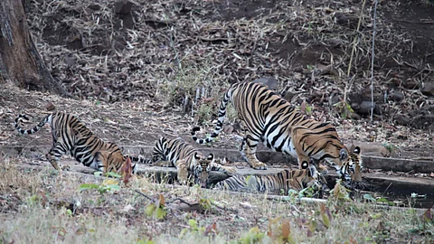 Junabai Tiger