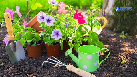 Gardening Tips : पहिल्यांदाच होम गार्डनिंग करताय? मग ‘या’ टिप्सच्या मदतीने ठेवा तुमचा बगीचा हिरवागार