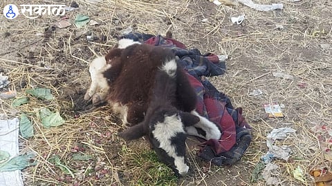 cow calf is suffering from cold in chandwad nashik news