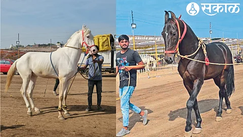 Horses entered in pilgrimage