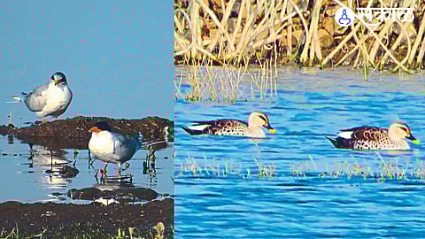 The migration of winter migratory birds in the Gangapur dam area is creating a fascinating sight
