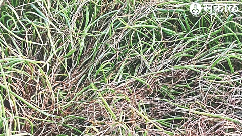 Damaged onion plants due to delay in planting due to unseasonal rains and labor shortage.