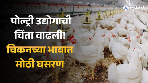 Chicken Prices: पोल्ट्री उद्योगाची चिंता वाढली! चिकनच्या भावात मोठी घसरण; काय आहे कारण? 