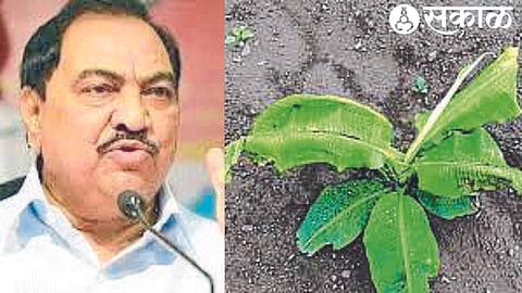 Khadse is aggressive on issue of CMV on banana crop jalgaon news