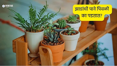 Gardening Tips