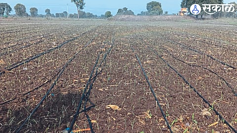 Cultivation of onion on rainwater and well and borewell water.