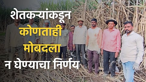 Sugarcane labour Gangs