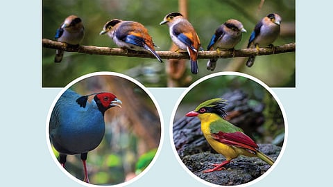 bird welath in vietnam