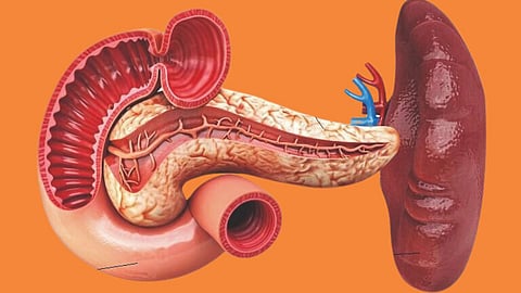 Spleen in human body