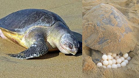 Olive Ridley Turtle
