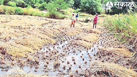 Stagnant water in paddy fields in the area