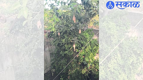 Nests made by sorghums in trees, thick greenery near wells.