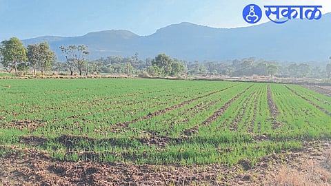 Blooming wheat crop in Tringalwadi area as rabi crops get respite from severe winter.
