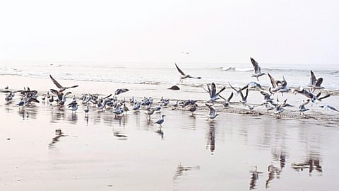 Mini Mahabaleshwar Dapoli