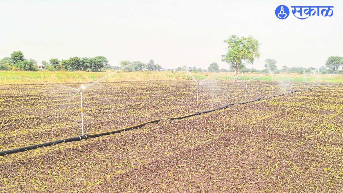 Water continued through drip irrigation for onion due to lack of water distribution.