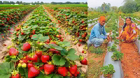 Kavathe Mahankal Farmer Strawberry Farm