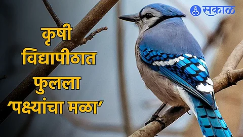 MPKV Bird Census: जिकडे तिकडे पक्ष्यांचा किलबिलाट! महात्मा फुले कृषी विद्यापीठ परिसरात पक्ष्यांच्या संख्येत वाढ