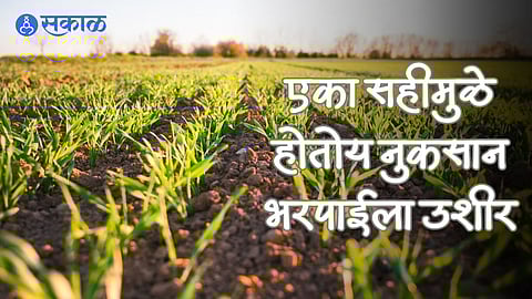 Agriculture: ‘स्वाक्षरी’ नसल्याच्या कारणाने विमाभरपाई रेंगाळली ! विमा कंपनी आग्रही; जिल्हाधिकाऱ्यांच्या निर्णयाकडे लक्ष