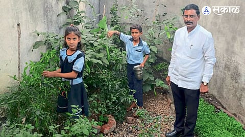 zilla parishad student sowing brinjal chilli tomato onion garlic seeds school ground