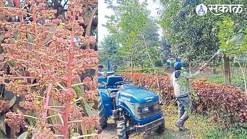 Fungal diseases in plants. In the second picture, the fungicides being sprayed by the farmers