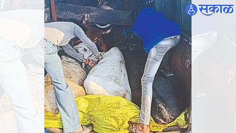 Staff evacuating trapped cows in an ambulance