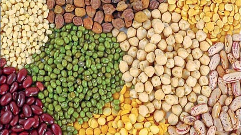 Groundnut cultivation expands in Raigad district, enhancing nutrient-rich crop yield and promoting sustainable farming practices.