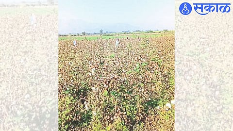 A farm laborer picking cotton in a field in Ranzani