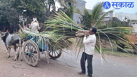 A sugarcane cutting laborer selling pandi in the evening after the day's sugarcane cutting.