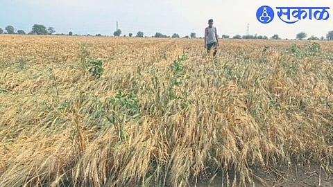 Jalgaon Unseasonal Rain Damage