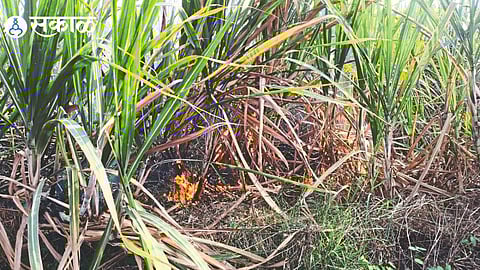 Sugarcane fire in Bhortek Shivara.