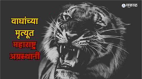 Maharashtra Tiger Deaths