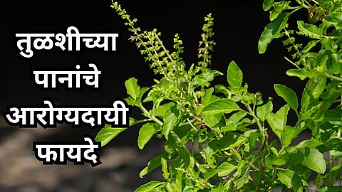 Tulsi Benefits : तुळशीच्या पानांचे आरोग्यदायी फायदे, सर्दी खोकल्यासह या समस्यांपासून मिळेल लवकर आराम