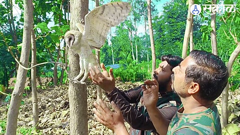 Akshay Sonwane, Kishore Ranshur rescuing a Gavani owl stuck in a nylon net