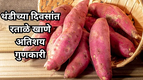 Sweet Potato : थंडीच्या दिवसांत रताळे खाणे अतिशय गुणकारी, शरीराला होतील अनेक फायदे